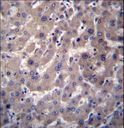 GGT7 Antibody - GGT7 Antibody immunohistochemistry of formalin-fixed and paraffin-embedded human liver tissue followed by peroxidase-conjugated secondary antibody and DAB staining.
