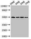 ghrA Antibody - Positive Western Blot detected in Recombinant protein All lanes ghrA antibody at 3 µg/ml Secondary Goat polyclonal to rabbit IgG at 1/50000 dilution. Predicted band size: 50 KDa. Observed band size: 50 KDa