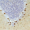 GHSR / Ghrelin Receptor Antibody - Immunohistochemical analysis of Ghrelin Receptor staining in human brain;human skin formalin fixed paraffin embedded tissue section. The section was pre-treated using heat mediated antigen retrieval with sodium citrate buffer (pH 6.0). The section was then incubated with the antibody at room temperature and detected using an HRP conjugated compact polymer system. DAB was used as the chromogen. The section was then counterstained with hematoxylin and mounted with DPX.