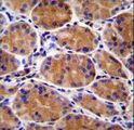 GIN1 Antibody - GIN1 Antibody immunohistochemistry of formalin-fixed and paraffin-embedded human stomach tissue followed by peroxidase-conjugated secondary antibody and DAB staining.