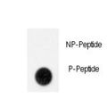 GIT1 Antibody - Dot blot of anti-Phospho-GIT1-pY554 Antibody on nitrocellulose membrane. 50ng of Phospho-peptide or Non Phospho-peptide per dot were adsorbed. Antibody working concentrations are 0.5ug per ml.