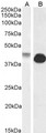 GJA1 / CX43 / Connexin 43 Antibody - Goat Anti-Connexin 43 / GJA1 Antibody (0.1µg/ml) staining of Human (A) and (1ug/ml) Rat (B) Heart lysate (35µg protein in RIPA buffer). Detected by chemiluminescencence.