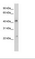 GJA4 / CX37 / Connexin 37 Antibody - NIH 3T3 Cell Lysate.  This image was taken for the unconjugated form of this product. Other forms have not been tested.