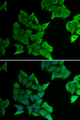 GJA5 / CX40 / Connexin 40 Antibody - Immunofluorescence analysis of HeLa cells.