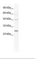 GJB4 / CX30.3 / Connexin 30.3 Antibody - Jurkat Cell Lysate.  This image was taken for the unconjugated form of this product. Other forms have not been tested.