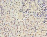 GJB5 / CX30.1 / Connexin 31.1 Antibody - Immunohistochemistry of paraffin-embedded human pancreas tissue using antibody at 1:100 dilution.  This image was taken for the unconjugated form of this product. Other forms have not been tested.