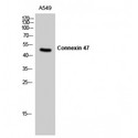GJC2 Antibody - Western blot of Connexin 47 antibody