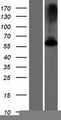 GK5 Protein - Western validation with an anti-DDK antibody * L: Control HEK293 lysate R: Over-expression lysate