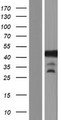 GLI4 Protein - Western validation with an anti-DDK antibody * L: Control HEK293 lysate R: Over-expression lysate