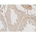 GLIPR1L2 Antibody - Immunohistochemistry of GLIPR1L2 in human testis tissue with GLIPR1L2 antibody at 5 µg/mL.