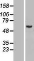 GLMN Protein - Western validation with an anti-DDK antibody * L: Control HEK293 lysate R: Over-expression lysate