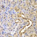 GLO1 / Glyoxalase I Antibody - Immunohistochemistry of paraffin-embedded mouse kidney tissue.