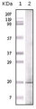 GLP1 / Glucagon-Like Peptide 1 Antibody - Western blot using GLP mouse monoclonal antibody against GLP recombinant protein.
