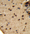 GLS / Glutaminase Antibody - GLS Antibody IHC of formalin-fixed and paraffin-embedded mouse brain tissue followed by peroxidase-conjugated secondary antibody and DAB staining.