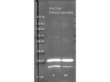 Glucose Dehydrogenase Antibody - Goat anti Glucose Dehydrogenase antibody was used to detect purified Glucose Dehydrogenase under reducing (R) and non-reducing (NR) conditions. Reduced samples of purified target proteins contained 4% BME and were boiled for 5 minutes. Samples of ~1ug of protein per lane were run by SDS-PAGE. Protein was transferred to nitrocellulose and probed with 1:3000 dilution of primary antibody. Detection shown was using Dylight 488 conjugated Donkey anti goat. Images were collected using the BioRad VersaDoc System