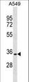 GLUP / PACRG Antibody - PACRG Antibody western blot of A549 cell line lysates (35 ug/lane). The PACRG antibody detected the PACRG protein (arrow).