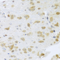 Gm13125 Antibody - Immunohistochemistry of paraffin-embedded mouse brain tissue.