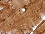 GMEB1 Antibody - IHC of paraffin-embedded Muscle, using GMEB1 antibody at 1:500 dilution.
