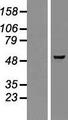 GMEB2 Protein - Western validation with an anti-DDK antibody * L: Control HEK293 lysate R: Over-expression lysate