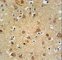 GMFG Antibody - GMFG Antibody IHC of formalin-fixed and paraffin-embedded brain tissue followed by peroxidase-conjugated secondary antibody and DAB staining.