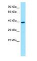 GNA11 Antibody - GNA11 antibody Western Blot of Fetal Heart.  This image was taken for the unconjugated form of this product. Other forms have not been tested.