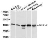 GNA14 Antibody - Western blot analysis of extracts of various cell lines, using GNA14 antibody at 1:1000 dilution. The secondary antibody used was an HRP Goat Anti-Rabbit IgG (H+L) at 1:10000 dilution. Lysates were loaded 25ug per lane and 3% nonfat dry milk in TBST was used for blocking. An ECL Kit was used for detection and the exposure time was 1s.