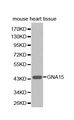 GNA15 Antibody - Western blot analysis of extracts of mouse heart tissue.