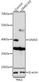 GNAI3 Antibody - Western blot analysis of extracts from normal (control) and GNAI3 knockout (KO) HeLa cells, using GNAI3 antibody at 1:1000 dilution. The secondary antibody used was an HRP Goat Anti-Rabbit IgG (H+L) at 1:10000 dilution. Lysates were loaded 25ug per lane and 3% nonfat dry milk in TBST was used for blocking. An ECL Kit was used for detection and the exposure time was 1s.