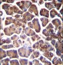 GNAS Antibody - GNAS Antibody immunohistochemistry of formalin-fixed and paraffin-embedded human pancreas tissue followed by peroxidase-conjugated secondary antibody and DAB staining.