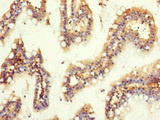 GNB2 Antibody - Immunohistochemistry of paraffin-embedded human small intestine tissue at dilution of 1:100