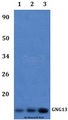 GNG13 Antibody - Western blot of GNG13 antibody at 1:500 dilution. Lane 1: RAW264.7 whole cell lysate.