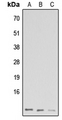GNG13 Antibody - Western blot analysis of GNG13 expression in HeLa (A); Raw264.7 (B); H9C2 (C) whole cell lysates.