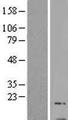 GNG13 Protein - Western validation with an anti-DDK antibody * L: Control HEK293 lysate R: Over-expression lysate