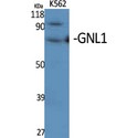 GNL1 Antibody - Western blot of GNL1 antibody