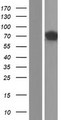 GNL1 Protein - Western validation with an anti-DDK antibody * L: Control HEK293 lysate R: Over-expression lysate