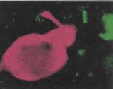 GNRH Antibody - Immunofluorescent detection of mouse GnRH neuronal cells (Rajendren, G and Gibson, MJ 2001 J Neuroendocrinology 13: 270).