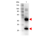 Armenian Hamster IgG Antibody - Western blot of Biotin conjugated Goat anti-Armenian Hamster IgG antibody. Lane 1: Armenian Hamster IgG. Lane 2: none. Load: 50 ng per lane. Primary antibody: Armenian Hamster IgG Biotin conjugated antibody at 1:1000 for overnight at 4C. Secondary antibody: HRP Streptavidin secondary antibody at 1:40000 for 30 min at RT. Block: MB-070 for 30 min at RT. Predicted/Observed size: 55 kDa, 28 kDa for Human IgG. Other band(s): none. This image was taken for the unconjugated form of this product. Other forms have not been tested.