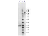 Human IgG Fab'2 Antibody - SDS-PAGE results of Goat F(ab')2 Anti-Human IgG F(ab')2 Antibody. Lane 1: reduced Goat F(ab')2 Anti-Human IgG F(ab')2. Lane 2: Opal PreStained Molecular Weight Ladder  Lane 3: non-reduced Goat F(ab')2 Anti-Human IgG F(ab')2. Load: 1.0µg. 4-20% SDS Gel, Coomassie Blue Stained.