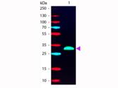 Human IgG Fc Antibody - Western blot of Phycoerythrin conjugated Goat F(ab’)2 Anti-Human IgG F(c) Pre-Adsorbed secondary antibody. Lane 1: Human Fc. Lane 2: None. Load: 50 ng per lane. Primary antibody: None. Secondary antibody: Phycoerythrin goat secondary antibody at 1:1,000 for 60 min at RT. Predicted/Observed size: 28 kDa, 28 kDa for Human IgG F(c). Other band(s): None.