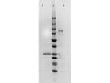 Human IgM Fc5mu Antibody - SDS PAGE of F(ab')2 Anti-HUMAN IgM Fc5µ (GOAT) Antibody. Lane 1: 1X Reduced, F(ab')2 Anti-hu IgM Fc5µ. Lane 2: Molecular Weight Ladder. Lane 3: 1X Non-Reduced, F(ab')2 Anti-hu IgM Fc5µ. 4-20% SDS-PAGE; Coomassie Stained.