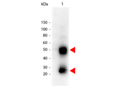 Mouse IgG Antibody - Western Blot of Peroxidase conjugated Goat anti-Mouse IgG antibody. Lane 1: Mouse IgG. Lane 2: none. Load: 50 ng per lane. Primary antibody: none. Secondary antibody: Peroxidase goat secondary antibody at 1:1000 for 60 min at RT. Block: MB-070 30 min at RT. Predicted/Observed size: 50 kDa, 25 kDa for Mouse IgG. Other band(s): none. This image was taken for the unconjugated form of this product. Other forms have not been tested.