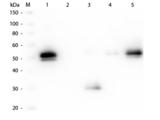 Rabbit IgG Fc Antibody - Western Blot of Anti-Rabbit IgG F(c) (GOAT) Antibody  Lane M: 3 µl Molecular Ladder. Lane 1: Rabbit IgG whole molecule  Lane 2: Rabbit IgG F(ab) Fragment  Lane 3: Rabbit IgG F(c) Fragment  Lane 4: Rabbit IgM Whole Molecule  Lane 5: Normal Rabbit Serum  All samples were reduced. Load: 50 ng of IgG, F(ab), IgM and Serum, 100 ng of F(c).