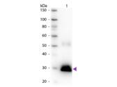 Rabbit IgG Fc Antibody - Western blot of Peroxidase conjugated Goat Anti-Rabbit IgG F(c) secondary antibody. Lane 1: Rabbit IgG F(c). Lane 2: None. Load: 50 ng per lane. Primary antibody: None. Secondary antibody: Peroxidase goat secondary antibody at 1:1,000 for 60 min at RT. Predicted/Observed size: 28 kDa, 28 kDa for Rabbit IgG F(c). Other band(s): None.