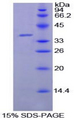 LF / LTF / Lactoferrin Protein - Recombinant Lactoferrin By SDS-PAGE
