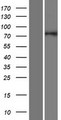 GOLGA5 Protein - Western validation with an anti-DDK antibody * L: Control HEK293 lysate R: Over-expression lysate