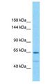 GOLGA6L1 Antibody - GOLGA6L1 antibody Western Blot of 293T. Antibody dilution: 1 ug/ml.  This image was taken for the unconjugated form of this product. Other forms have not been tested.