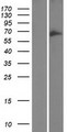 GOLGA8B / Golgin-67 Protein - Western validation with an anti-DDK antibody * L: Control HEK293 lysate R: Over-expression lysate