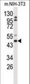 GORAB / SCYL1BP1 Antibody - Western blot of GORAB Antibody in mouse NIH-3T3 cell line lysates (35 ug/lane). GORAB (arrow) was detected using the purified antibody.