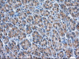 GORASP1 / GRASP65 Antibody - Immunohistochemical staining of paraffin-embedded Human pancreas tissue using anti-GORASP1 mouse monoclonal antibody. (Dilution 1:50).