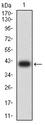 GP9 / CD42a Antibody - Western blot analysis using CD42A mAb against human CD42A (AA: extra 17-147) recombinant protein. (Expected MW is 40.3 kDa)